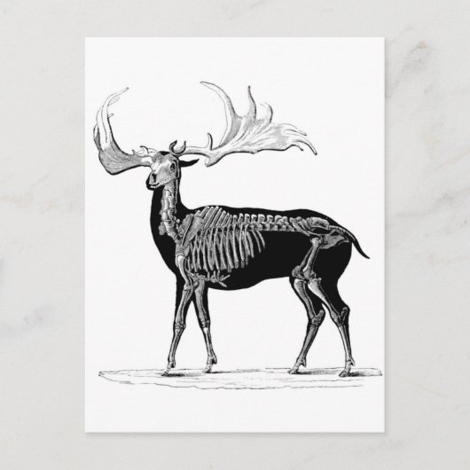 Deer skeleton briefkaart (Voorkant)