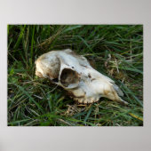 Deer Skull Poster (Voorkant)