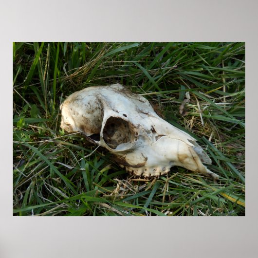 Deer Skull Poster (Voorkant)