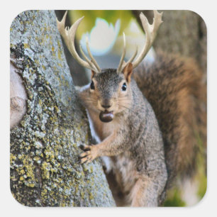 Deer Squirrelly Vierkante Sticker