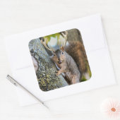 Deer Squirrelly Vierkante Sticker (Envelop)