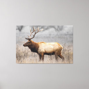 Deer Stag Animals Wildlife Natuur Buck Canvas Afdruk