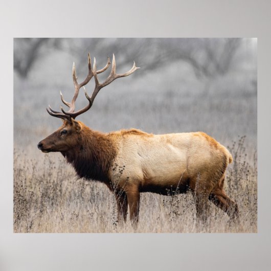 Deer Stag Animals Wildlife Natuur Buck Poster (Voorkant)