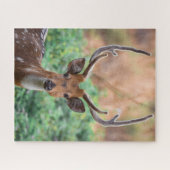 Deer Stag Antlers Wildlife Legpuzzel (Horizontaal)