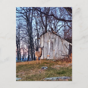 Deer Standing Near a Shed Briefkaart