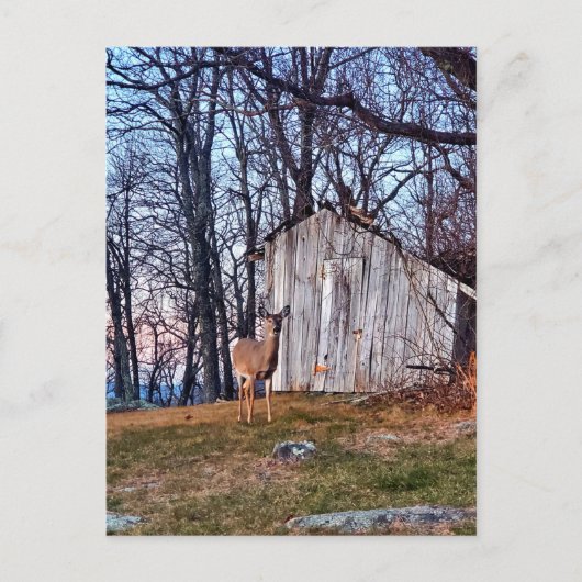 Deer Standing Near a Shed Briefkaart (Voorkant)