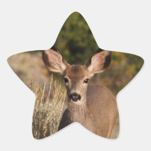 Deer Star-Sticker Ster Sticker
