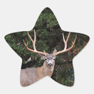 Deer Star-Sticker Ster Sticker