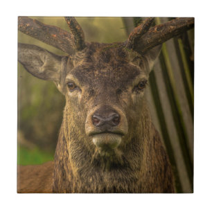 Deer Tegeltje