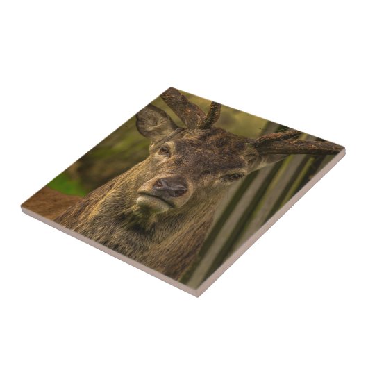 Deer Tegeltje (Zijkant)