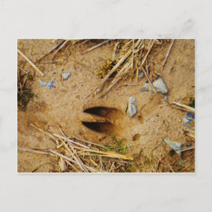 Deer Track Briefkaart