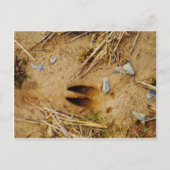 Deer Track Briefkaart (Voorkant)