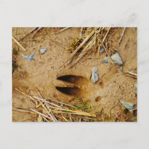 Deer Track Briefkaart
