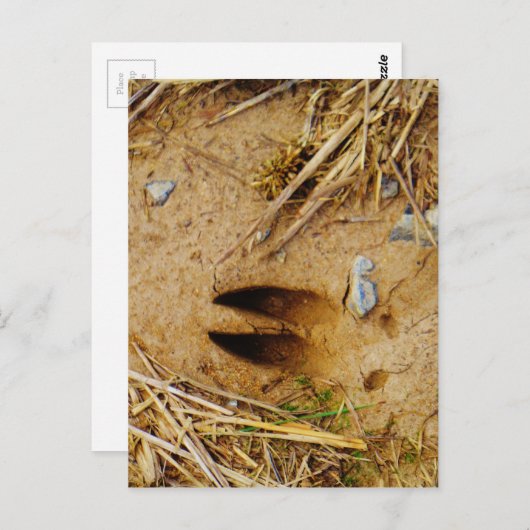Deer Track Briefkaart (Voorkant / Achterkant)