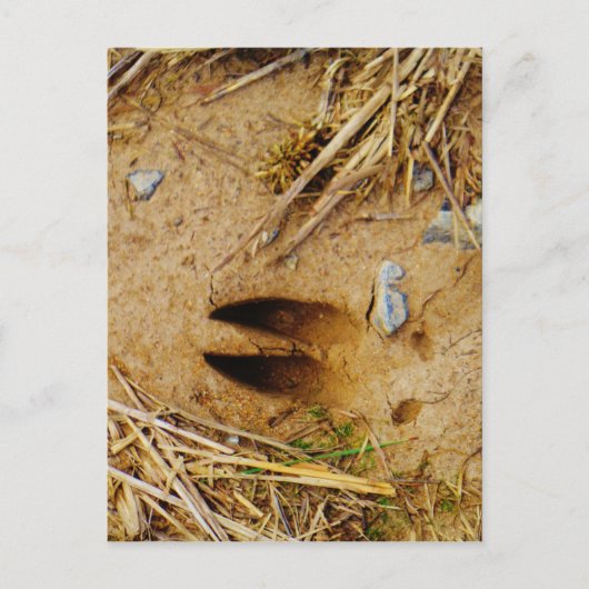 Deer Track Briefkaart (Voorkant)