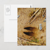 Deer Track Briefkaart (Voorkant / Achterkant)