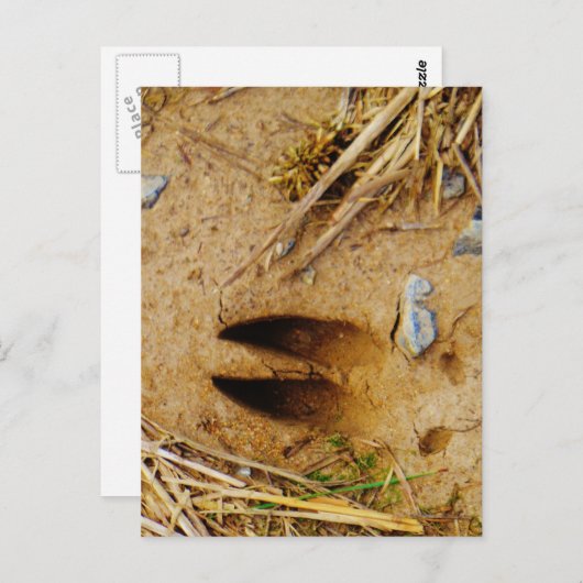 Deer Track Briefkaart (Voorkant / Achterkant)