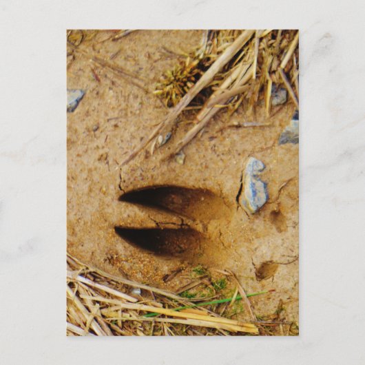 Deer Track Briefkaart (Voorkant)