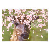 Deer under Cherry Tree Foto Afdruk (Voorkant)