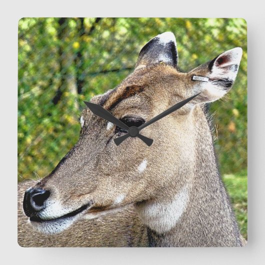 DEER VIERKANTE KLOK (Voorkant)