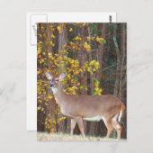 Deer voor de Gele Najaarboom Briefkaart (Voorkant / Achterkant)