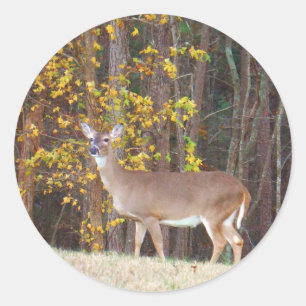 Deer voor de Gele Najaarboom Ronde Sticker