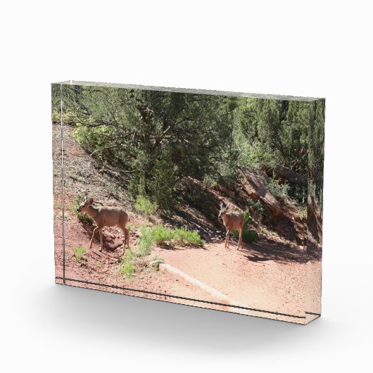 Deer Walking Fotoblokken (Rechts)