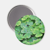 Deerpark Ierland Klaver Dew Drops Magneet (Voorkant / Achterkant)