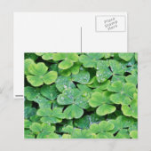 Deerpark Ireland Clover Dew Drops Briefkaart (Voorkant / Achterkant)
