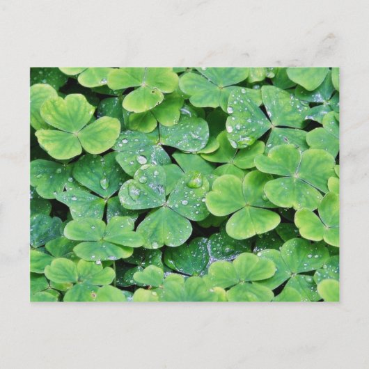 Deerpark Ireland Clover Dew Drops Briefkaart (Voorkant)