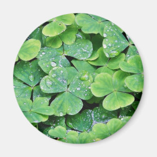 Deerpark Ireland Clover Dew Drops Magneet
