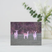 Deer's  briefkaart (Staand voorkant)
