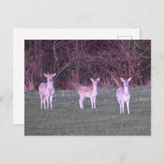 Deer's  briefkaart (Voorkant / Achterkant)