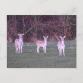 Deer's  briefkaart (Voorkant)