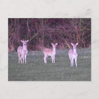 Deer's  briefkaart