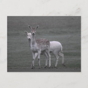 Deers Briefkaart
