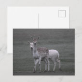 Deers Briefkaart (Voorkant / Achterkant)