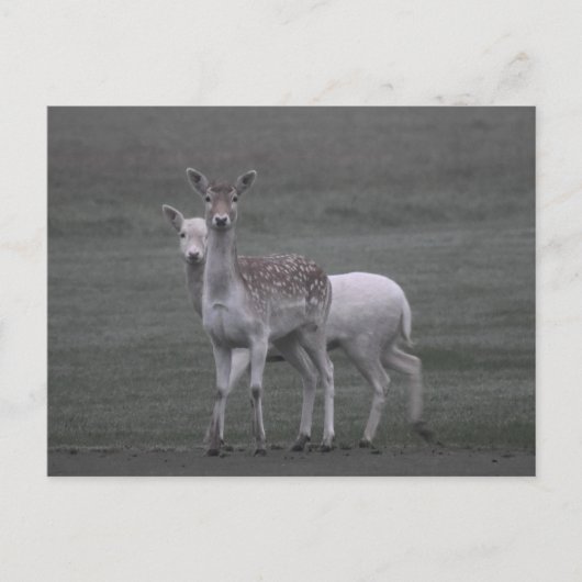 Deers Briefkaart (Voorkant)