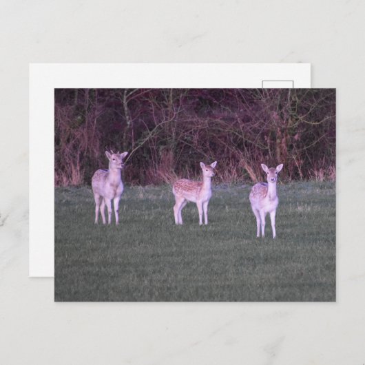 Deers Briefkaart (Voorkant / Achterkant)