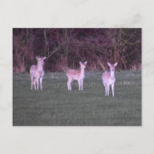 Deers Briefkaart (Voorkant)