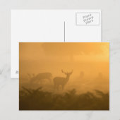 Deers Briefkaart (Voorkant / Achterkant)