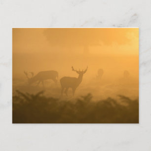Deers Briefkaart