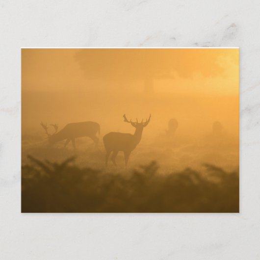 Deers Briefkaart (Voorkant)