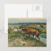 Deers van Dawn's Early Light Briefkaart (Voorkant / Achterkant)
