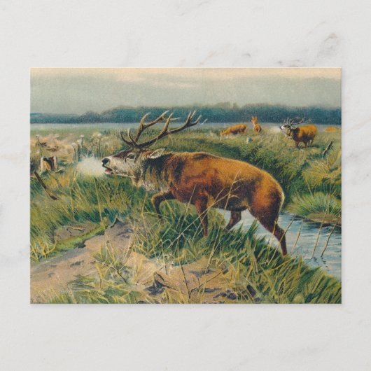 Deers van Dawn's Early Light Briefkaart (Voorkant)