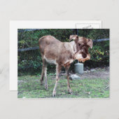 Deerschnauzer briefkaart (Voorkant / Achterkant)