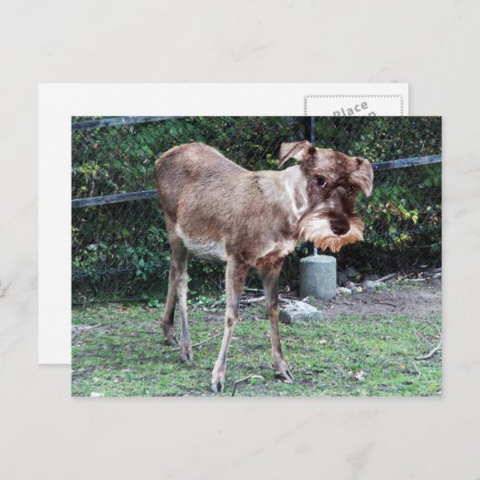 Deerschnauzer briefkaart (Voorkant / Achterkant)