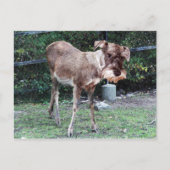 Deerschnauzer briefkaart (Voorkant)