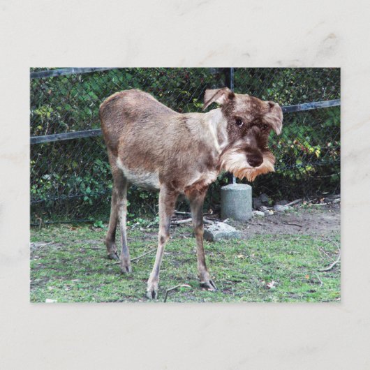 Deerschnauzer briefkaart (Voorkant)