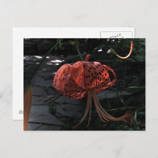 Definitieve Benadering Briefkaart (Voorkant / Achterkant)